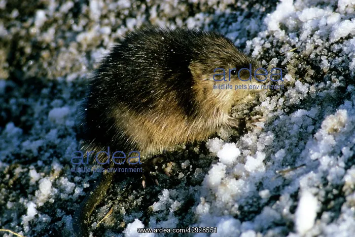 : MUSKRAT - IN SNOW : MUSKRAT - IN SNOW
