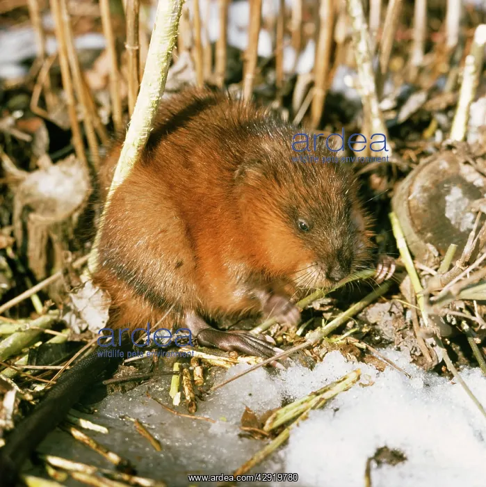  : Muskrat - in snow, winter