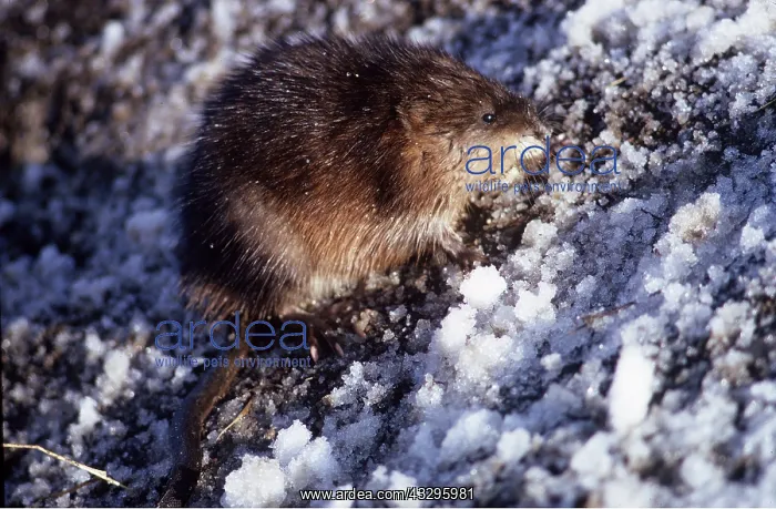 : MUSKRAT - on snowy ground : MUSKRAT - on snowy ground