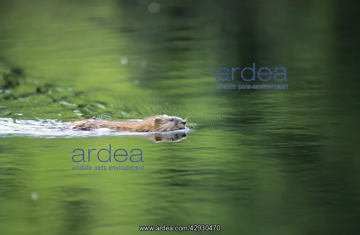 : MUSKRAT - swimming in lake (an old river bed) near : MUSKRAT - swimming in lake (an old river bed) near