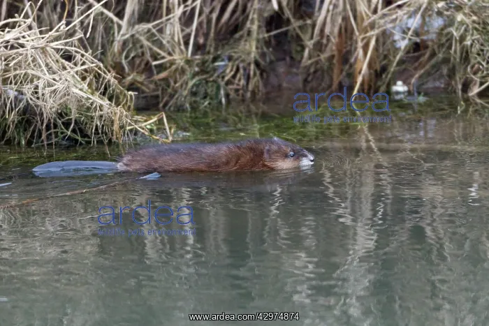 : Muskrat - swimming in stream : Muskrat - swimming in stream