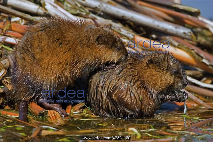 : Muskrat - Two together, (probably male & female) : Muskrat - Two together, (probably male & female)