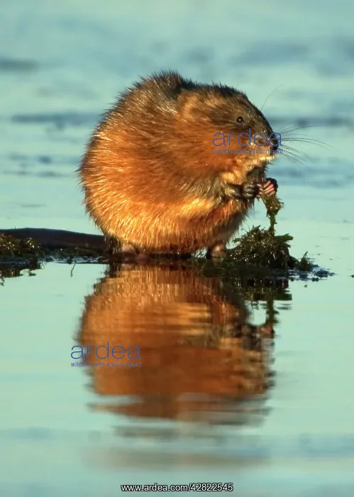 : Muskrat - Using hands, on the edge of ice eating : Muskrat - Using hands, on the edge of ice eating