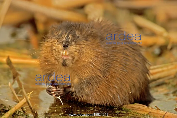 : Muskrat - one of the most valuable fur animals : Muskrat - one of the most valuable fur animals