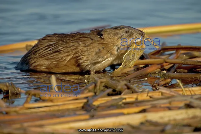 : Muskrat - In water : Muskrat - In water