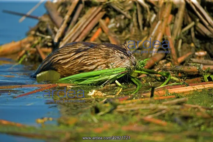 : Muskrat - in water carrying nesting material in mouth : Muskrat - in water carrying nesting material in mouth