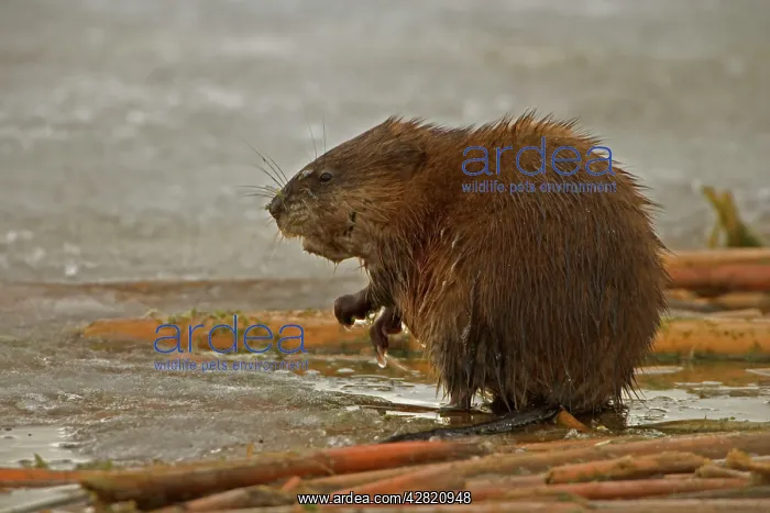 : Muskrat - By water with ice in winter : Muskrat - By water with ice in winter