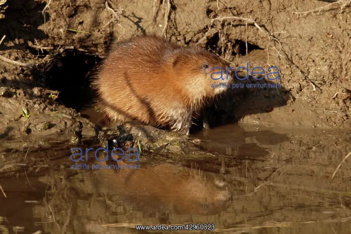 : Muskrat - at waters edge : Muskrat - at waters edge