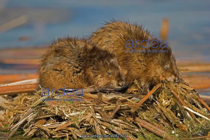 : Muskrats - two on feeding platform (probably male & female) : Muskrats - two on feeding platform (probably male & female)