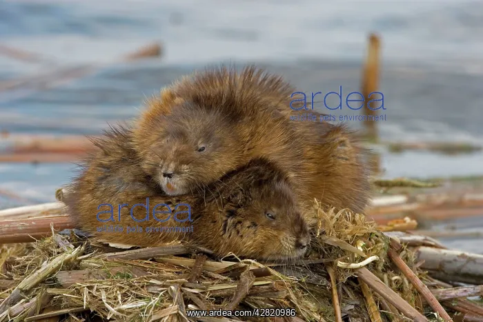 : Muskrats Two lying on top of each other : Muskrats Two lying on top of each other