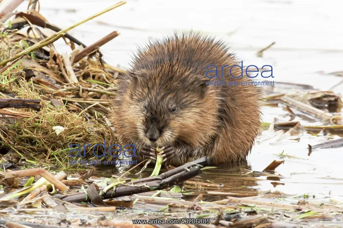 : Muskrats (Ondatra zibethicus), Lanaudiere region : Muskrats (Ondatra zibethicus), Lanaudiere region