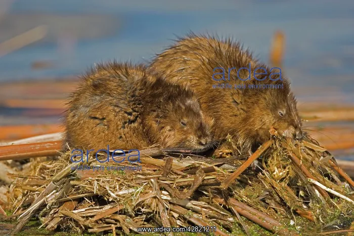 : Muskrats - Two together (probably male & female) : Muskrats - Two together (probably male & female)