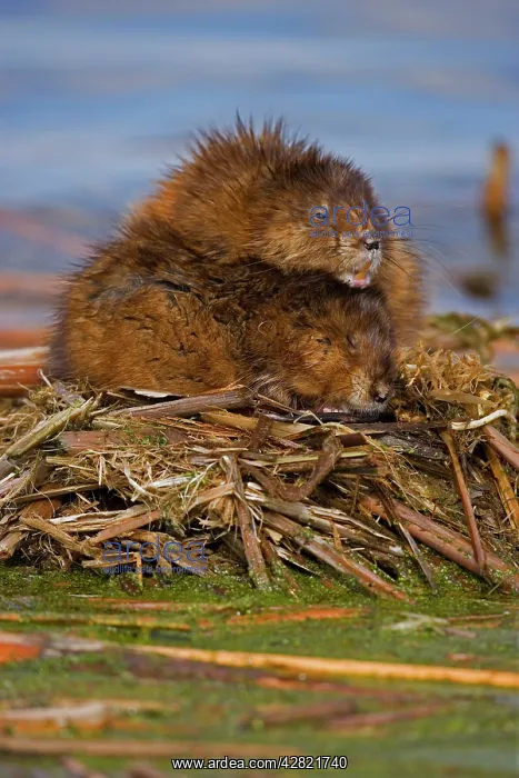 : Muskrats - two (probably male & female) : Muskrats - two (probably male & female)