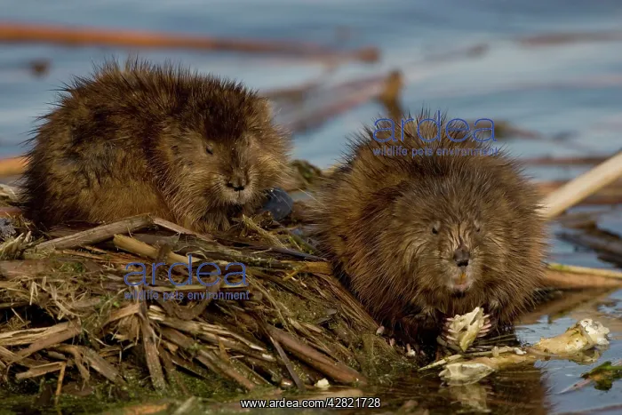 : Muskrats - two by water : Muskrats - two by water