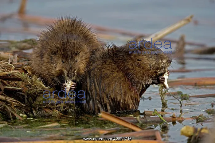 : Muskrats - Two by water, eating : Muskrats - Two by water, eating