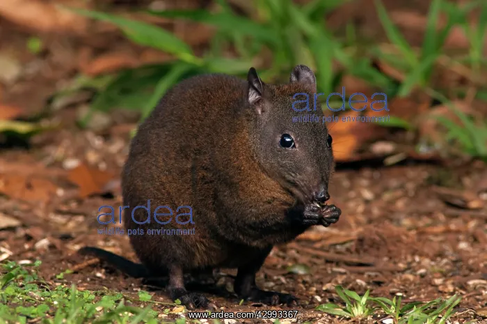 : Musky Rat-kangaroo feeding on fallen seed : Musky Rat-kangaroo feeding on fallen seed