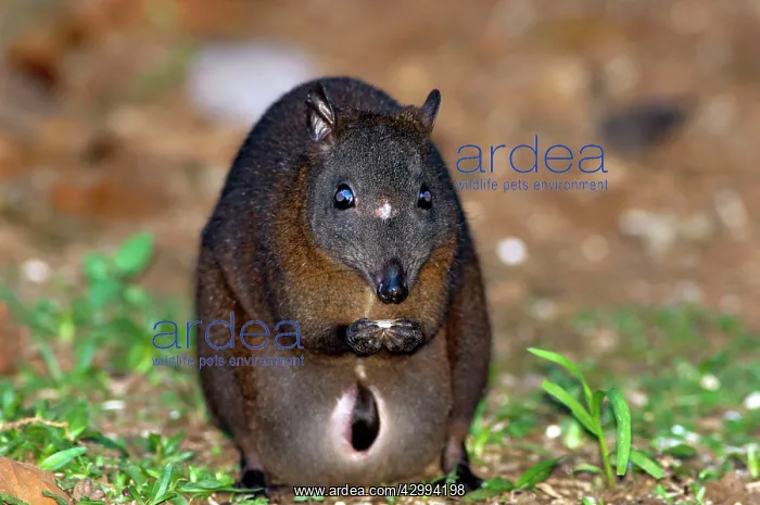 : Musky Rat-kangaroo with joey in pouch feeding on fallen seed : Musky Rat-kangaroo with joey in pouch feeding on fallen seed