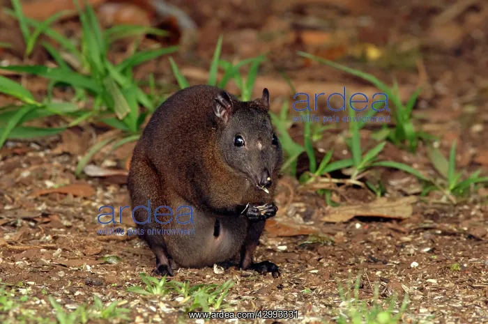 : Musky Rat-kangaroo with joey visible feeding on fallen seed : Musky Rat-kangaroo with joey visible feeding on fallen seed