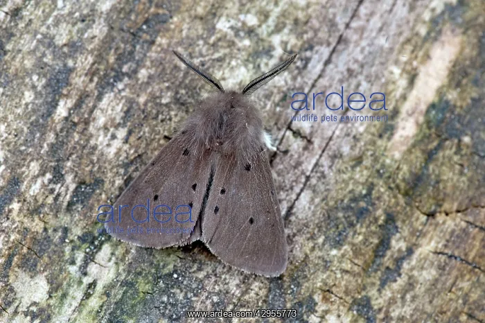 : Muslin Moth : Muslin Moth