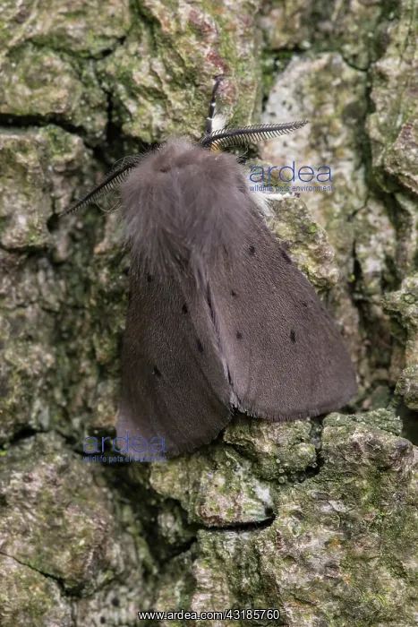 : Muslin Moth : Muslin Moth
