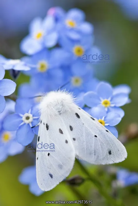 : Muslin Moth - resting on Forget-me-not flowers : Muslin Moth - resting on Forget-me-not flowers
