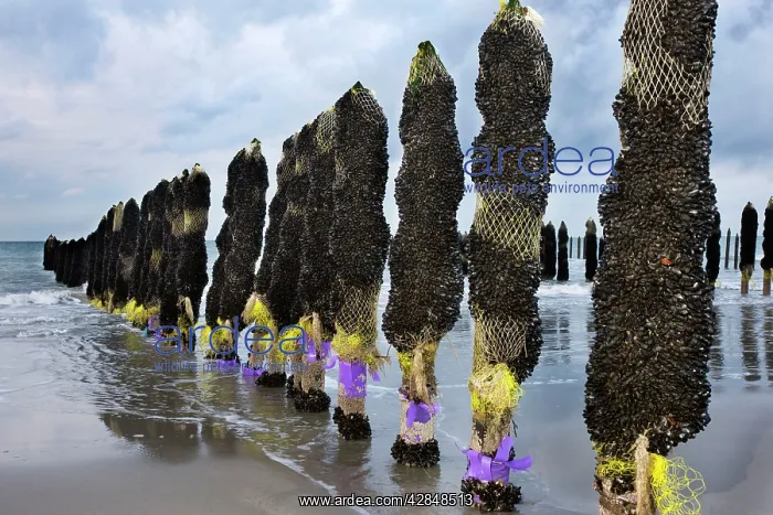 : Mussel culture : Mussel culture