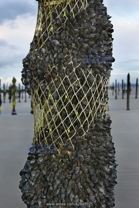 : Mussel culture : Mussel culture