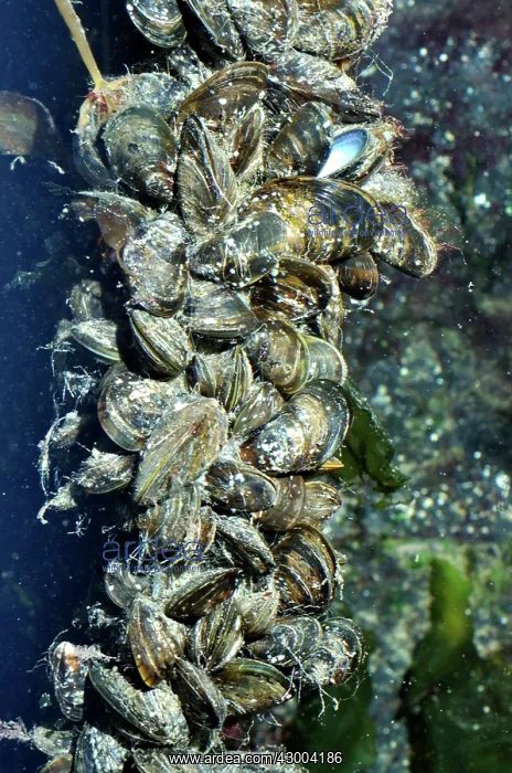 : Mussel Culture : Mussel Culture