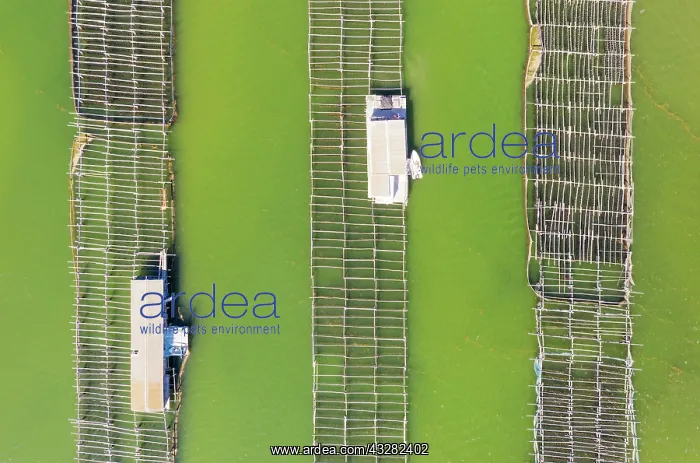 : Mussel and oyster farming in the Bahia del Fangar : Mussel and oyster farming in the Bahia del Fangar