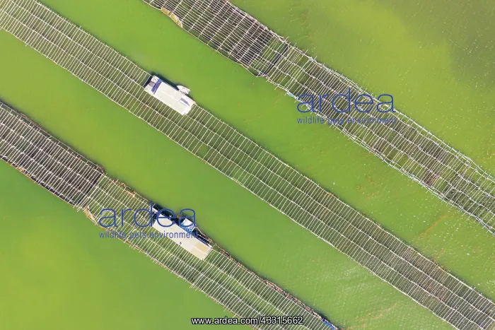 : Mussel and oyster farming in the Bahia del Fangar : Mussel and oyster farming in the Bahia del Fangar