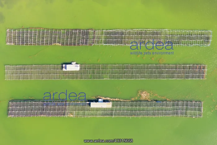 : Mussel and oyster farming in the Bahia del Fangar : Mussel and oyster farming in the Bahia del Fangar
