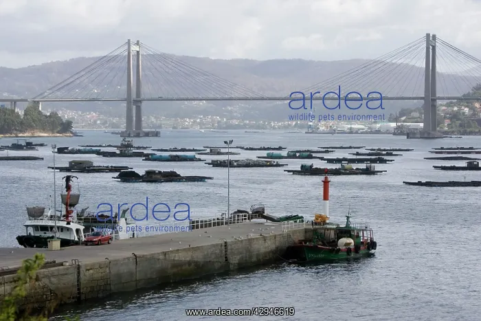 : Mussel rafts near suspension bridge : Mussel rafts near suspension bridge