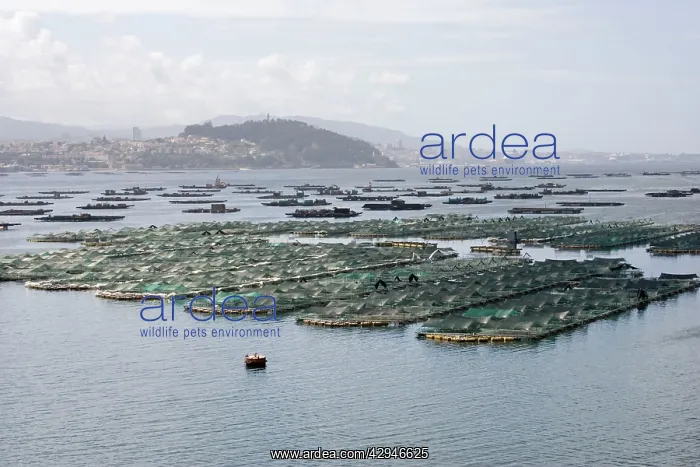 : Mussel rafts near suspension bridge : Mussel rafts near suspension bridge