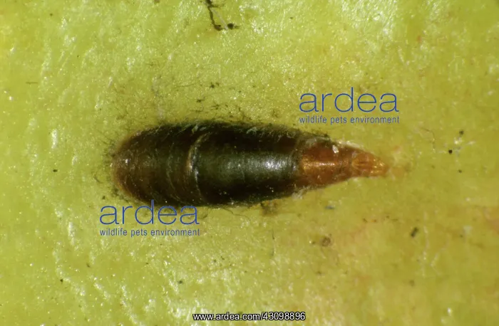  : Mussel Scale