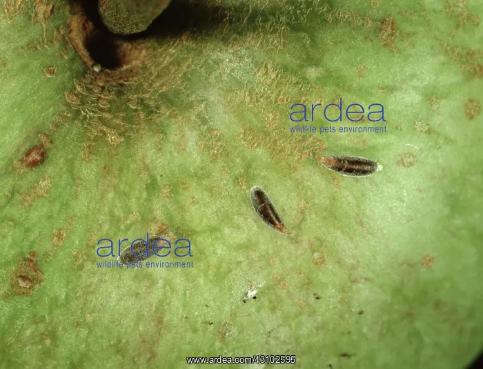 : Mussel scale on apple fruit : Mussel scale on apple fruit