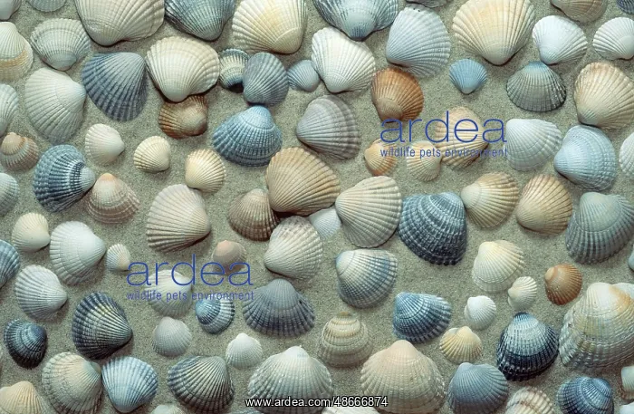 : Mussel shells, mussel : Mussel shells, mussel