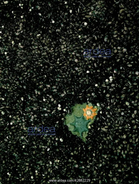 : Mussels - Common or Carpet eight-armed seastars : Mussels - Common or Carpet eight-armed seastars
