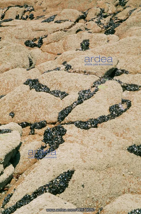 : Mussels - exposed on rocky beach at : Mussels - exposed on rocky beach at
