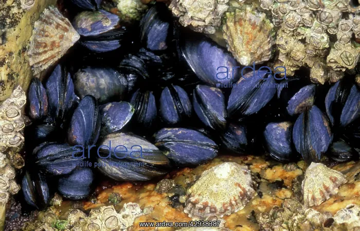 : MUSSELS and limpets in rock crevice : MUSSELS and limpets in rock crevice