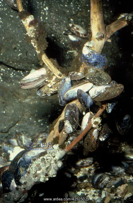 : MUSSELS UNDERWATER : MUSSELS UNDERWATER