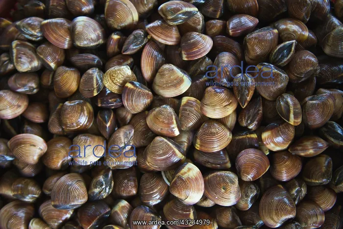 : Mussels, Xuan Thuy National Park, Red River : Mussels, Xuan Thuy National Park, Red River
