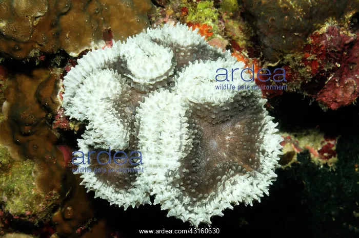 : Mussoide Coral Lobophyllia flabelliformis : Mussoide Coral Lobophyllia flabelliformis
