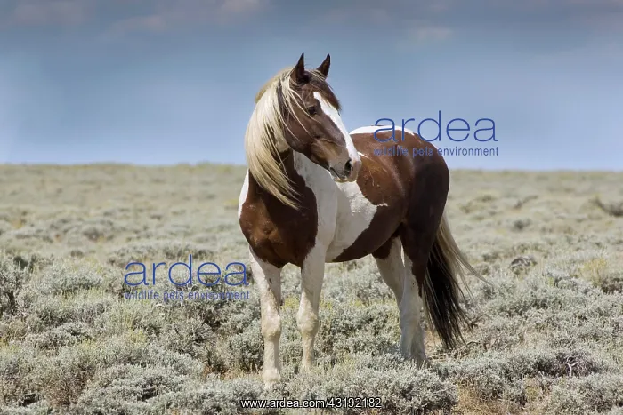 : Mustang (Equus ferus caballus), stallion, piebald : Mustang (Equus ferus caballus), stallion, piebald