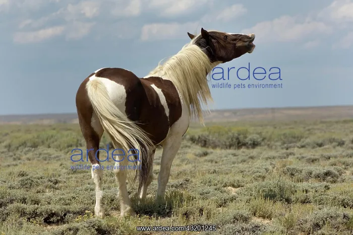 : Mustang (Equus ferus caballus), stallion, piebald : Mustang (Equus ferus caballus), stallion, piebald