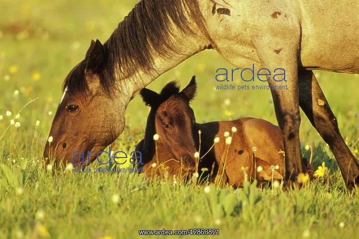 : Mustang SWild Horse - Mare grazes near her resting : Mustang SWild Horse - Mare grazes near her resting