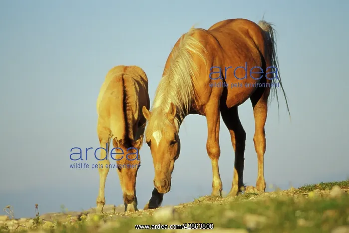 : Mustang SWild Horse - Mare with young colt in field : Mustang SWild Horse - Mare with young colt in field