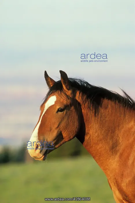 : Mustang Wild Horse : Mustang Wild Horse