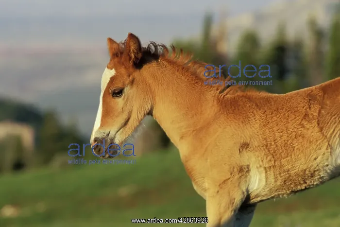 : Mustang Wild Horse - Colt : Mustang Wild Horse - Colt