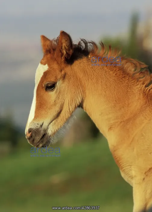 : Mustang Wild Horse - Colt : Mustang Wild Horse - Colt