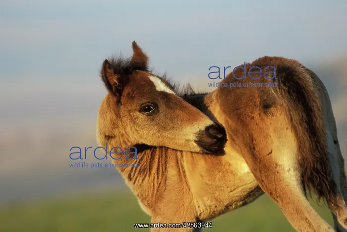 : Mustang Wild Horse - Colt : Mustang Wild Horse - Colt